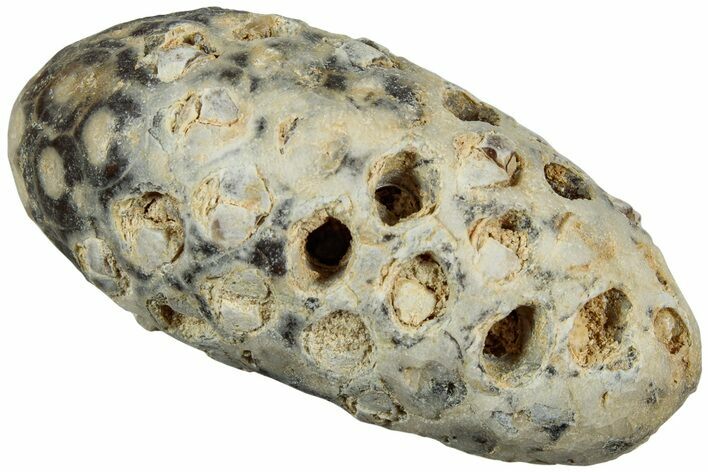 Fossil Cycadophyte Seed Cone - Boujdour, Morocco #234120